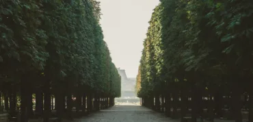 City Game Paris Tuileries Gardens trees